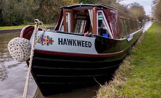 Hawkweed